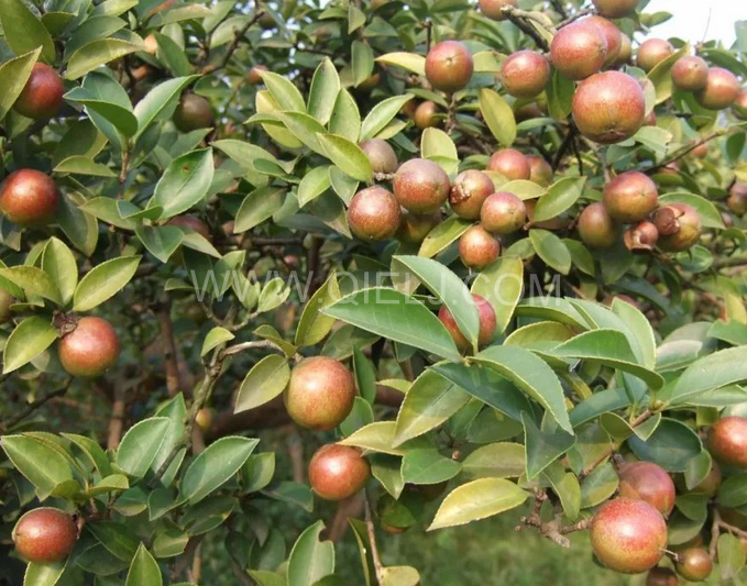 茶籽油壓榨設(shè)備認(rèn)準(zhǔn)企鵝機(jī)械，性能穩(wěn)定操作便利(圖1)